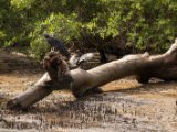 IMG 7659 : 2017, Animal, Bootsabfahrt in Costa de Pajaros, Costa Rica, bird