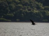 IMG 7675 : 2017, Animal, Costa Rica, bird