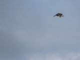 IMG 7682 : 2017, Animal, Costa Rica, Pelican, bird