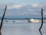 IMG 7712 : 2017, Animal, Costa Rica, Pelican, bird