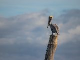 IMG 7714 : 2017, Animal, Costa Rica, Pelican, bird