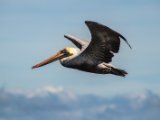 IMG 7718 : 2017, Animal, Costa Rica, Pelican, bird