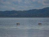 IMG 7719 : 2017, Animal, Costa Rica, Pelican, bird