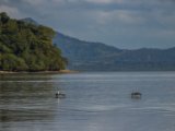 IMG 7720 : 2017, Animal, Costa Rica, Pelican, bird