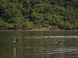 IMG 7721 : 2017, Animal, Costa Rica, Pelican, bird