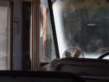 IMG 7722 : 2017, Costa Rica, Isla Chira