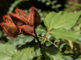 IMG 7737 : 2017, Costa Rica, Flowers & Plants, Isla Chira