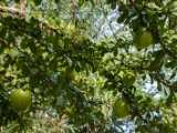 IMG 7739 : 2017, Costa Rica, Flowers & Plants, Isla Chira