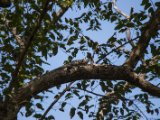 IMG 7741 : 2017, Animal, Costa Rica, Iguana, Isla Chira