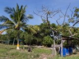 IMG 7742 : 2017, Costa Rica, Isla Chira