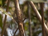 IMG 7747 : 2017, Animal, Costa Rica, Isla Chira