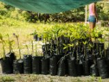 IMG 7759 : 2017, Costa Rica, Flowers & Plants, Isla Chira