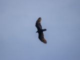 IMG 7763 : 2017, Animal, Costa Rica, Isla Chira, bird