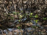 IMG 7764 : 2017, Costa Rica, Flowers & Plants, Isla Chira