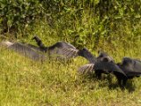IMG 7772 : 2017, Animal, Costa Rica, Isla Chira, bird, black vulture