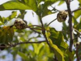 IMG 7775 : 2017, Costa Rica, Flowers & Plants, Isla Chira