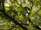 IMG 7782 : 2017, Costa Rica, Isla Chira