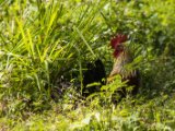 IMG 7783 : 2017, Animal, Costa Rica, Isla Chira