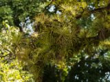 IMG 7784 : 2017, Costa Rica, Isla Chira