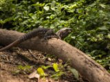 IMG 7791 : 2017, Animal, Costa Rica, Iguana, Isla Chira, black iguana