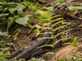 IMG 7793 : 2017, Animal, Costa Rica, Iguana, Isla Chira, black iguana