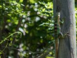 IMG 7808 : 2017, Animal, Costa Rica, Iguana, Isla Chira