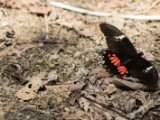 IMG 7816 : 2017, Animal, Butterfly, Costa Rica, Isla Chira
