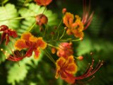 IMG 7819 : 2017, Costa Rica, Flower, Flowers & Plants, Isla Chira, Plant