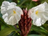 IMG 7820 : 2017, Costa Rica, Flower, Flowers & Plants, Isla Chira, Plant