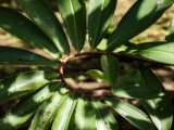 IMG 7822 : 2017, Costa Rica, Flower, Flowers & Plants, Isla Chira, Plant