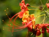 IMG 7824 : 2017, Costa Rica, Flower, Flowers & Plants, Isla Chira, Plant