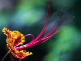 IMG 7831 : 2017, Costa Rica, Flower, Flowers & Plants, Isla Chira, Plant