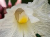 IMG 7832 : 2017, Animal, Costa Rica, Flower, Flowers & Plants, Isla Chira, Plant