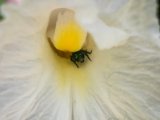 IMG 7834 : 2017, Animal, Costa Rica, Flower, Flowers & Plants, Isla Chira, Plant