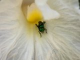 IMG 7835 : 2017, Animal, Costa Rica, Flower, Flowers & Plants, Isla Chira, Plant