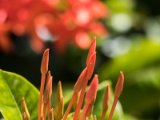 IMG 7839 : 2017, Costa Rica, Flower, Flowers & Plants, Isla Chira, Plant