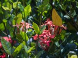 IMG 7845 : 2017, Animal, Butterfly, Costa Rica, Flower, Isla Chira, Plant