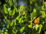 IMG 7847 : 2017, Animal, Butterfly, Costa Rica, Flower, Isla Chira, Plant
