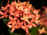 IMG 7851 : 2017, Costa Rica, Flower, Isla Chira, Plant