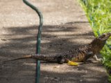 IMG 7862 : 2017, Animal, Costa Rica, Iguana, Isla Chira