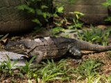 IMG 7872 : 2017, Animal, Costa Rica, Iguana, Isla Chira