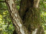 IMG 7882 : 2017, Costa Rica, Isla Chira