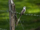 IMG 7887 : 2017, Animal, Costa Rica, Isla Chira, bird