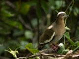 IMG 7889 : 2017, Animal, Costa Rica, Isla Chira, bird