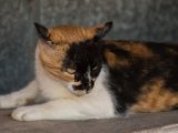 IMG 7893 : 2017, Animal, Cat, Costa Rica, Isla Chira