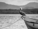 IMG 7908 : 2017, Animal, Costa Rica, Pelikan, bird