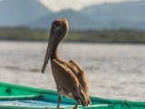 IMG 7919 : 2017, Animal, Costa Rica, Pelikan, bird