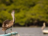 IMG 7925 : 2017, Animal, Costa Rica, Pelikan, bird