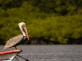 IMG 7929 : 2017, Animal, Costa Rica, Pelikan, bird
