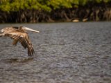 IMG 7933 : 2017, Animal, Costa Rica, Pelikan, bird